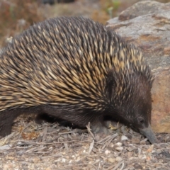 Tachyglossus aculeatus at Acton, ACT - 26 Nov 2019 12:49 PM