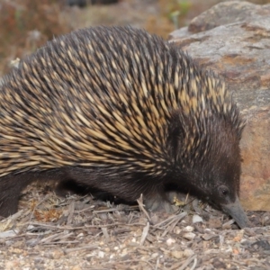 Tachyglossus aculeatus at Acton, ACT - 26 Nov 2019 12:49 PM