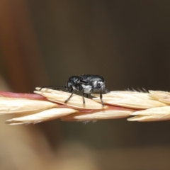 Aporocera (Aporocera) scabrosa (Leaf beetle) at ANBG - 1 Dec 2019 by TimL