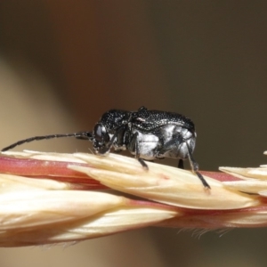 Aporocera (Aporocera) scabrosa at Hackett, ACT - 2 Dec 2019