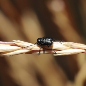 Aporocera (Aporocera) scabrosa at Hackett, ACT - 2 Dec 2019