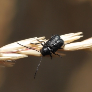 Aporocera (Aporocera) scabrosa at Hackett, ACT - 2 Dec 2019