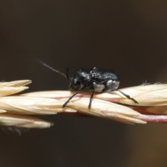 Aporocera (Aporocera) scabrosa at Hackett, ACT - 2 Dec 2019