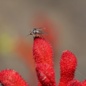 Geron sp. (genus) at Hackett, ACT - 3 Dec 2019 12:28 PM