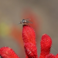 Geron sp. (genus) (Slender Bee Fly) at Hackett, ACT - 3 Dec 2019 by TimL