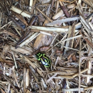 Eupoecila australasiae at Theodore, ACT - 9 Jan 2020