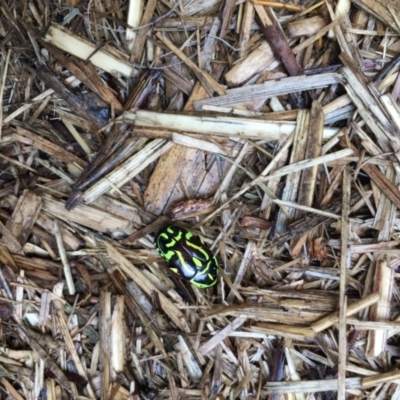 Eupoecila australasiae (Fiddler Beetle) at Theodore, ACT - 9 Jan 2020 by Cardy