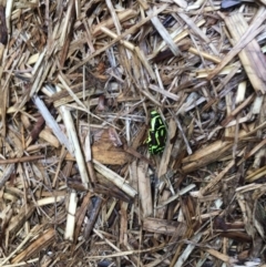 Eupoecila australasiae at Theodore, ACT - 9 Jan 2020