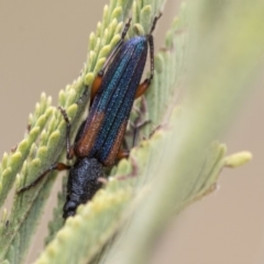 Brachytria jugosa (Jugosa longhorn beetle) at The Pinnacle - 8 Jan 2020 by AlisonMilton