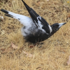 Gymnorhina tibicen at Hawker, ACT - 9 Jan 2020