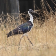 Threskiornis spinicollis (Straw-necked Ibis) at Hawker, ACT - 9 Jan 2020 by AlisonMilton