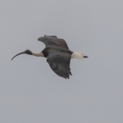 Threskiornis spinicollis at Hawker, ACT - 9 Jan 2020