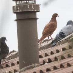 Columba livia (Rock Dove (Feral Pigeon)) at Weetangera, ACT - 9 Jan 2020 by Alison Milton