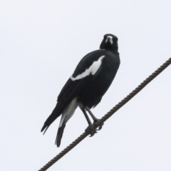 Gymnorhina tibicen (Australian Magpie) at Weetangera, ACT - 9 Jan 2020 by AlisonMilton