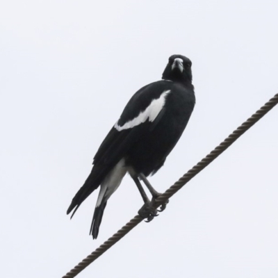 Gymnorhina tibicen (Australian Magpie) at Weetangera, ACT - 9 Jan 2020 by AlisonMilton