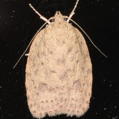 Garrha repandula (a Concealer Moth) at Ainslie, ACT - 30 Dec 2019 by jbromilow50