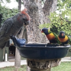 Trichoglossus moluccanus (Rainbow Lorikeet) at Hughes, ACT - 9 Jan 2020 by ruthkerruish