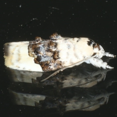 Piloprepes antidoxa (A concealer moth (Wingia group)) at Ainslie, ACT - 30 Dec 2019 by jb2602
