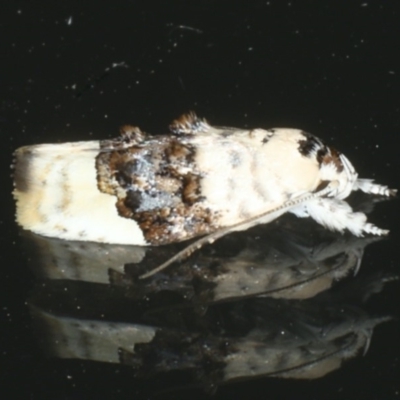 Piloprepes antidoxa (A concealer moth) at Ainslie, ACT - 30 Dec 2019 by jbromilow50