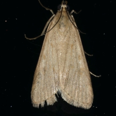 Achyra affinitalis (Cotton Web Spinner) at Ainslie, ACT - 30 Dec 2019 by jb2602