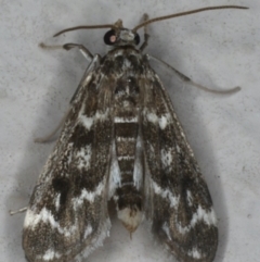 Hygraula nitens (Pond Moth) at Ainslie, ACT - 30 Dec 2019 by jb2602