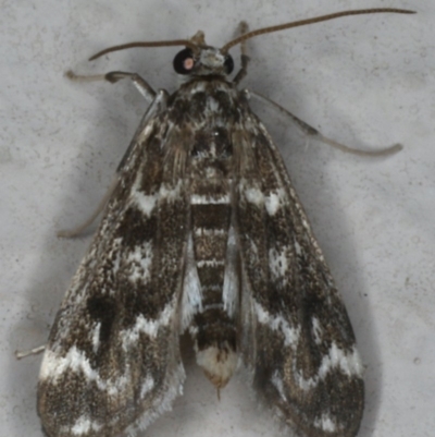 Hygraula nitens (Pond Moth) at Ainslie, ACT - 30 Dec 2019 by jbromilow50
