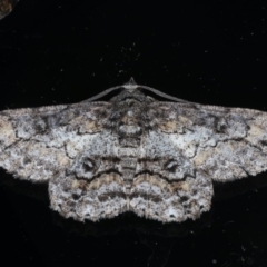 Cleora displicata (A Cleora Bark Moth (Boarmiini) at Ainslie, ACT - 30 Dec 2019 by jb2602
