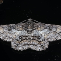 Cleora displicata (A Cleora Bark Moth) at Ainslie, ACT - 30 Dec 2019 by jb2602