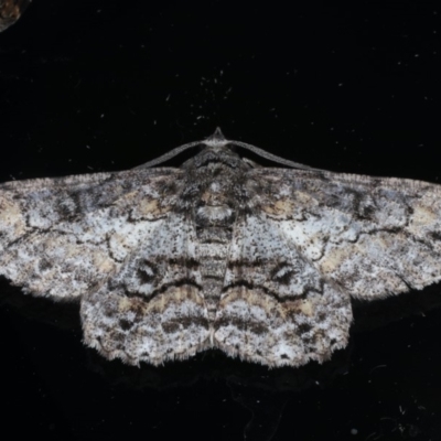 Cleora displicata (A Cleora Bark Moth (Boarmiini) at Ainslie, ACT - 30 Dec 2019 by jb2602