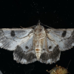 Cleora displicata at Ainslie, ACT - 30 Dec 2019