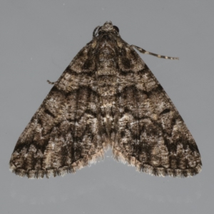 Lipogya exprimataria at Ainslie, ACT - 30 Dec 2019 09:45 PM