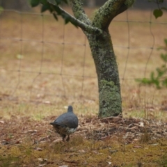 Leucosarcia melanoleuca (Wonga Pigeon) at Bundanoon, NSW - 8 Jan 2020 by Boobook38
