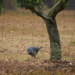 Leucosarcia melanoleuca at Bundanoon, NSW - 8 Jan 2020