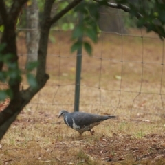 Leucosarcia melanoleuca at Bundanoon, NSW - 8 Jan 2020