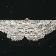 Phelotis cognata (Long-fringed Bark Moth) at Ainslie, ACT - 30 Dec 2019 by jbromilow50