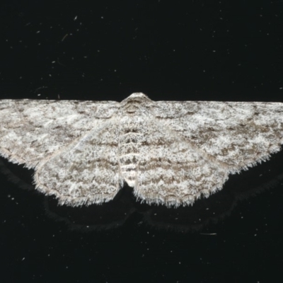 Phelotis cognata (Long-fringed Bark Moth) at Ainslie, ACT - 30 Dec 2019 by jbromilow50