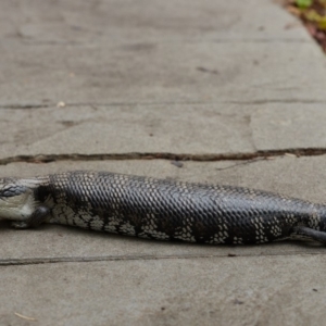 Tiliqua scincoides scincoides at Bundanoon - 8 Jan 2020