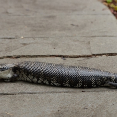 Tiliqua scincoides scincoides (Eastern Blue-tongue) at Bundanoon, NSW - 8 Jan 2020 by Boobook38