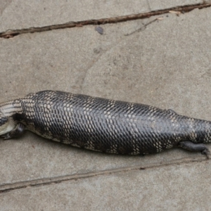 Tiliqua scincoides scincoides at Bundanoon - 8 Jan 2020