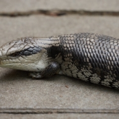 Tiliqua scincoides scincoides at Bundanoon - 8 Jan 2020 05:39 PM