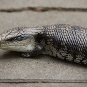 Tiliqua scincoides scincoides at Bundanoon - 8 Jan 2020 05:39 PM