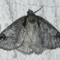 Austroterpna paratorna (Rounded Grey (Geometrinae)) at Ainslie, ACT - 30 Dec 2019 by jb2602