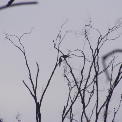 Polytelis swainsonii (Superb Parrot) at Mount Ainslie - 7 Jan 2020 by MichaelMulvaney