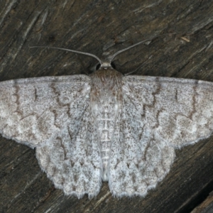 Crypsiphona ocultaria at Ainslie, ACT - 30 Dec 2019