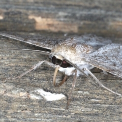 Crypsiphona ocultaria at Ainslie, ACT - 30 Dec 2019 10:16 PM