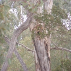 Callocephalon fimbriatum (Gang-gang Cockatoo) at Ainslie, ACT - 8 Jan 2020 by MichaelMulvaney