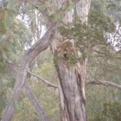 Callocephalon fimbriatum (Gang-gang Cockatoo) at Mount Ainslie - 7 Jan 2020 by MichaelMulvaney