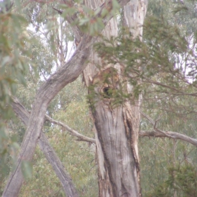 Callocephalon fimbriatum (Gang-gang Cockatoo) at Ainslie, ACT - 7 Jan 2020 by MichaelMulvaney