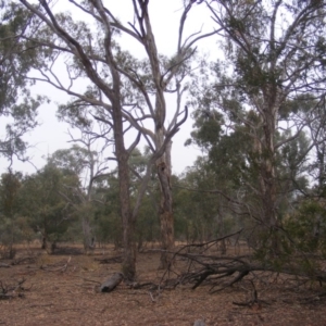 Callocephalon fimbriatum at Ainslie, ACT - 8 Jan 2020