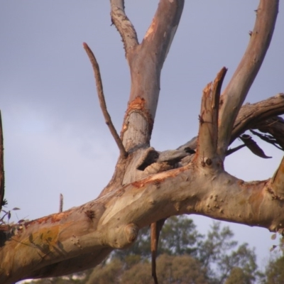 Callocephalon fimbriatum (Gang-gang Cockatoo) at Garran, ACT - 9 Jan 2020 by MichaelMulvaney